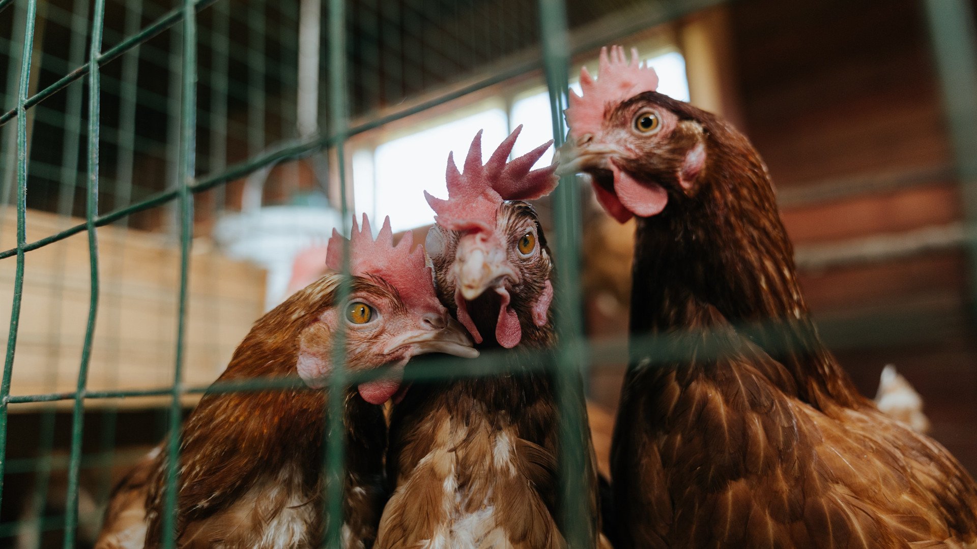 约基奇全面爆发掌控全局，掘金第三节发力提前终结开拓者悬念