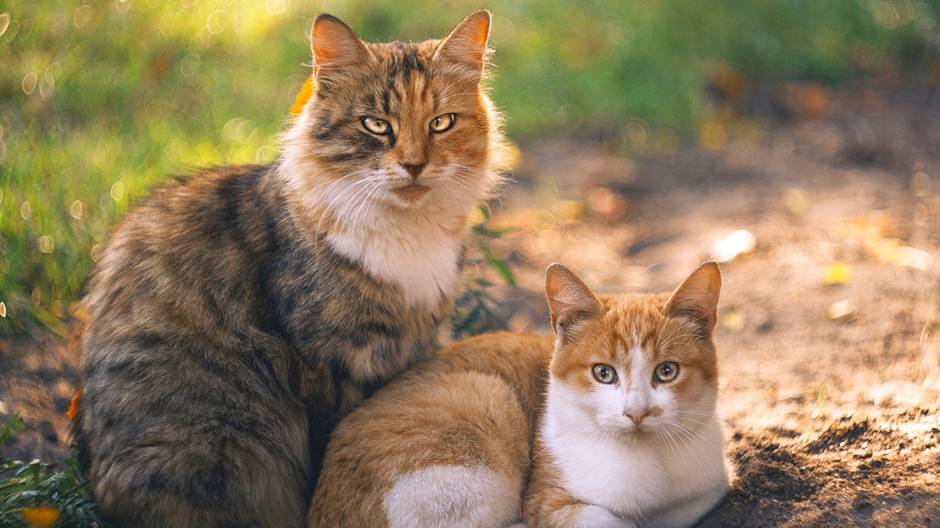 跨界传奇，当莱万在NBA总决赛接管比赛，巴黎生死战埃及取经
